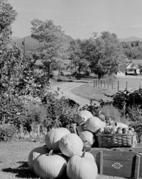 USA  New Hampshire  Lancaster  harvested pumpkins and apples in rural scene Poster Print - Item # VARSAL255424073