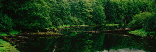 Creek in a forest, Terrace, British Columbia, Canada Poster Print - Item # VARPPI117673