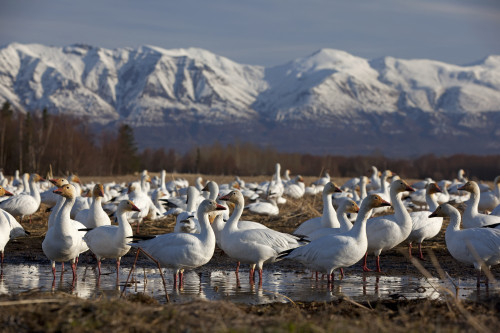 Flock Of Snow Geese Drinking From A Pond In The Matanuska Valley During Their Spring Migration To Their Nesting Grounds, Matanuska Valley, Alaska PosterPrint - Item # VARDPI2149896