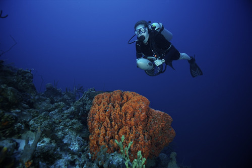 Scuba diver swims over a large elephant ear sponge off the coast of Bonaire, Caribbean Netherlands Poster Print - Item # VARPSTTMO400084U
