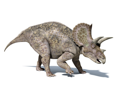 3D rendering of a Triceratops dinosaur, side view Poster Print