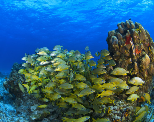 Schooling Fish On Coral Reef, Cozumel, Mexico PosterPrint - Item # VARDPI1831591