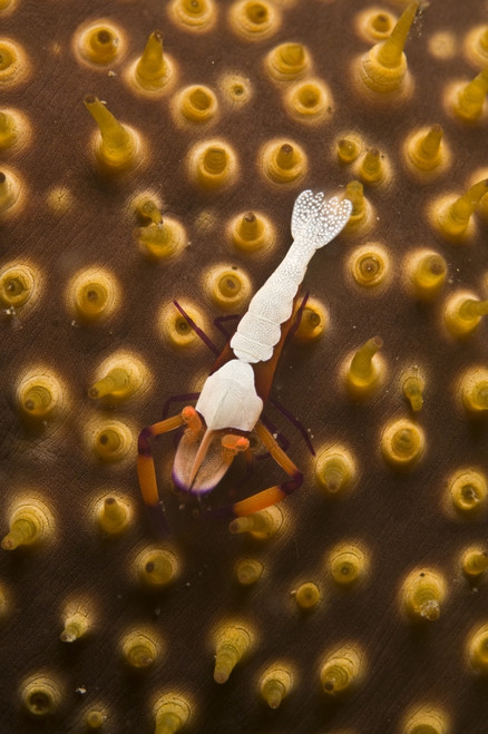 Emperor shrimp on orange sea cucumber, Lembeh Strait, Bitung, North Sulawesi, Indonesia Poster Print - Item # VARPSTMME400058U