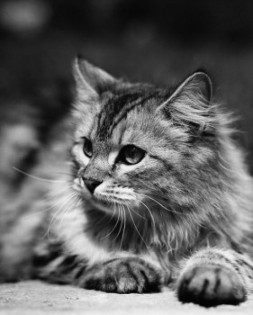 Fluffy cat lying down Poster Print