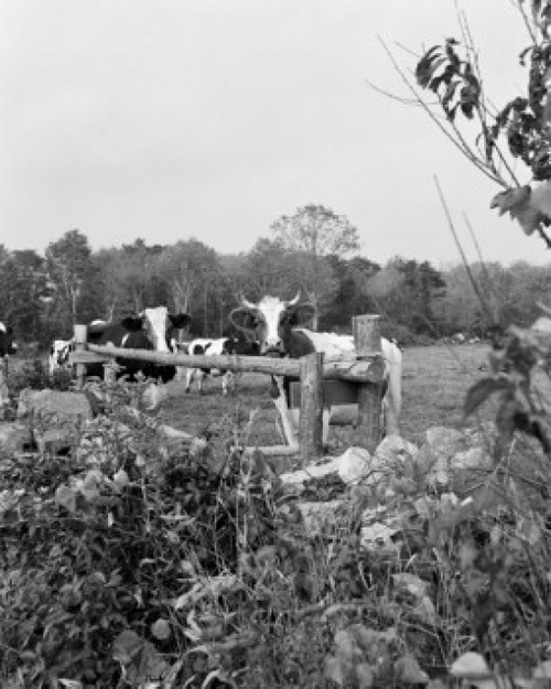 Cows in pasture Poster Print - Item # VARSAL255416189