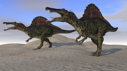 Two Spinosaurus dinosaurs hunting on desert terrain Poster Print - Item # VARPSTKVA600564P