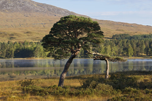 Rannoch Moor; Argyll, Highlands, Scotland PosterPrint - Item # VARDPI2429583