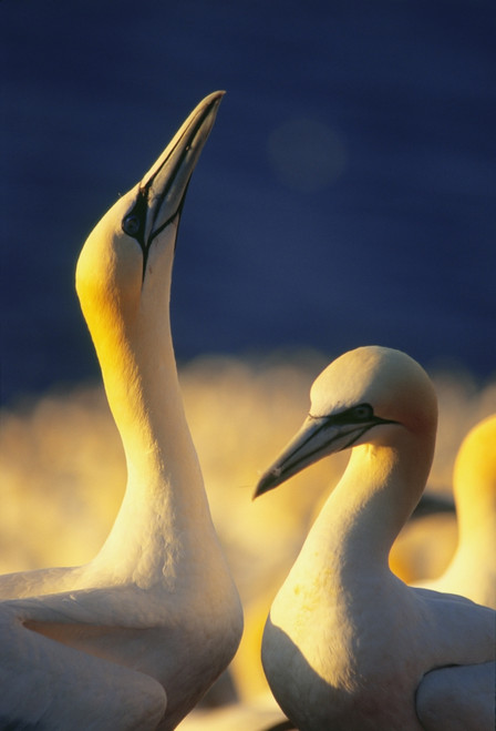 Gannets, Parc National De L'ile-Bonaventure-Et-Du Rocher-Perce, Gaspesie Region, Quebec PosterPrint - Item # VARDPI2019135