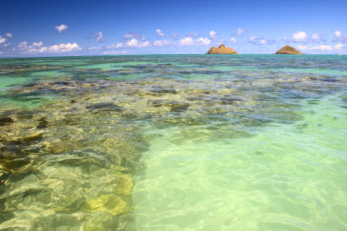 Hawaii, Oahu, Lanikai, Mokulua Islands, Coral Head PosterPrint - Item # VARDPI1996326