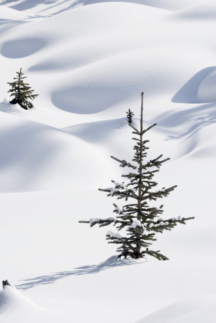 Banff National Park, Alberta, Canada; Trees In Snow Drifts At Lake Louise In Winter PosterPrint - Item # VARDPI1866733