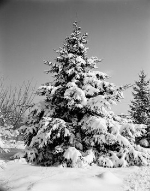 Snow covered spruce tree Poster Print - Item # VARSAL255416194