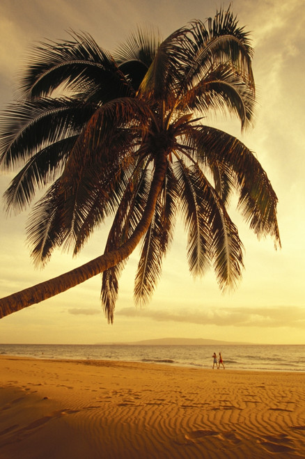Hawaii, Maui, Kamaole Beach, At Sunset, Two Women Walk Along Shoreline Distance, Palm Tree Foreground PosterPrint - Item # VARDPI1998064