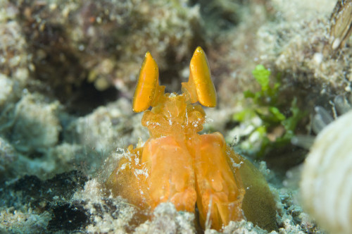 Orange Mantis Shrimp peering from a burrow, Solomon Islands. This is a spearing species of Mantis Shrimp Poster Print - Item # VARPSTSJN400302U