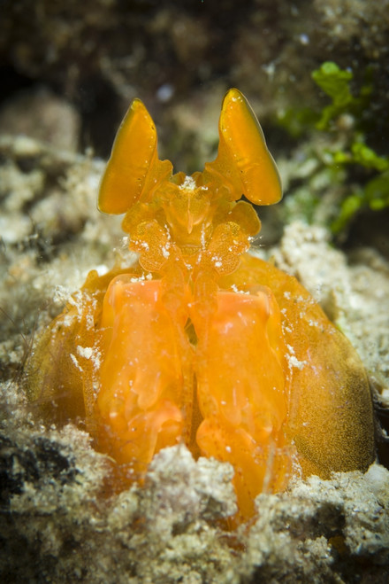 Orange Mantis Shrimp peering from a burrow, Solomon Islands. This is a spearing species of Mantis Shrimp Poster Print - Item # VARPSTSJN400303U