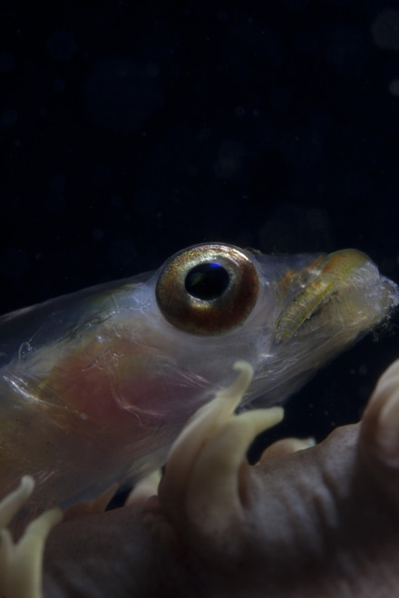 Close-up of a whip coral goby, Beqa Lagoon, Fiji Poster Print - Item # VARPSTTMO400371U
