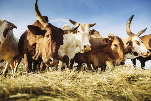 Herded cattle in the Western highlands; Ethiopia PosterPrint - Item # VARDPI2426642