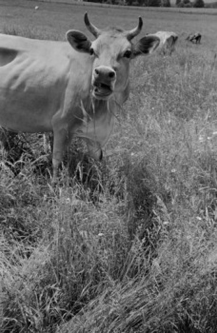 Cow in pasture Poster Print - Item # VARSAL255423919