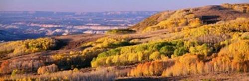 Aspens Dixie National Forest  Utah Poster Print by Panoramic Images (37 x 12) - Item # PPI77433
