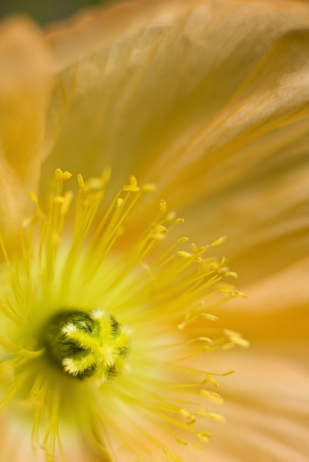Macro Of Inside An Icelandic Poppy During Summer PosterPrint - Item # VARDPI2143556