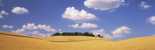 Wheat crop in the field, Washington State, USA Poster Print - Item # VARPPI62172
