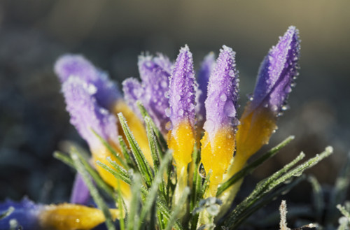 Frost forms on crocuses in the spring; Astoria, Oregon, United States of America PosterPrint - Item # VARDPI2374454