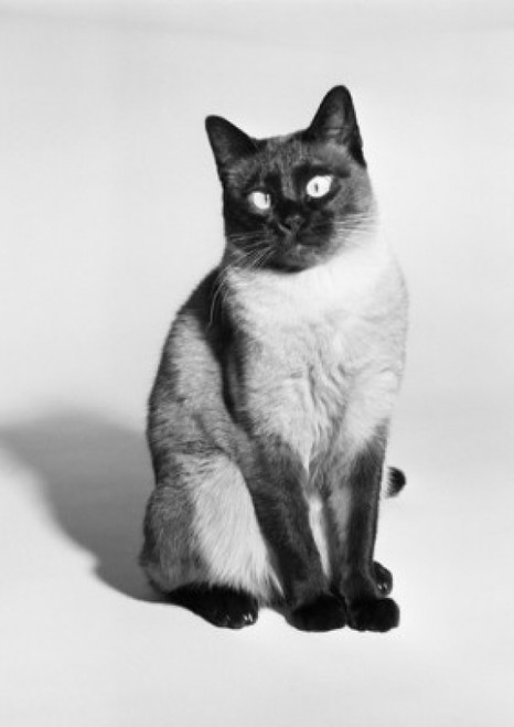 Siamese cat  studio shot Poster Print - Item # VARSAL255417378