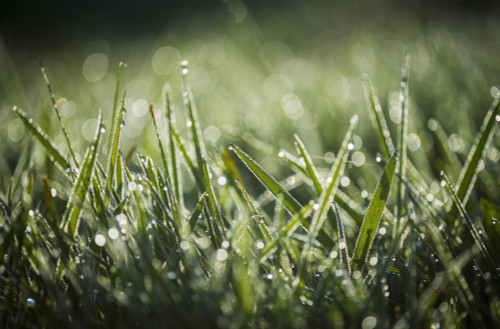 Dew glistens on the grass; Astoria, Oregon, United States of America PosterPrint - Item # VARDPI12254927