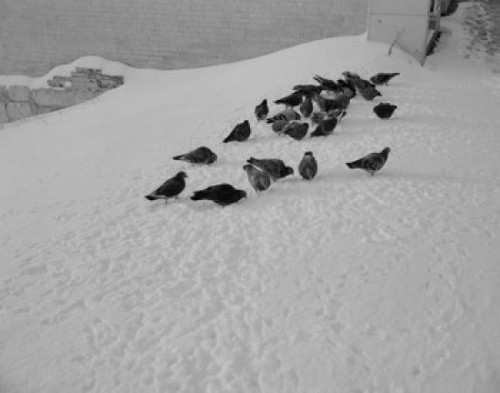 Pigeons in snow Poster Print