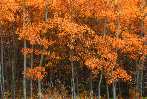 Deciduous Aspen Forest In Fall PosterPrint - Item # VARDPI4520