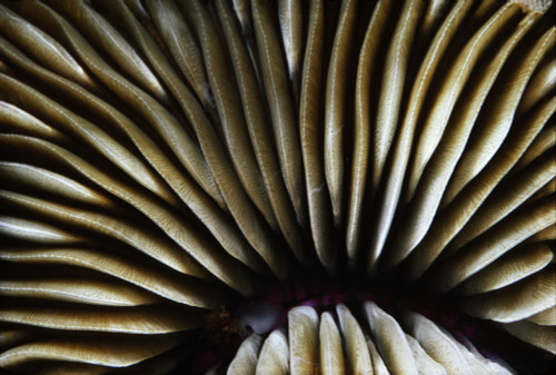 USA, Close-Up Of Mushroom Coral (Fungia Scutaria); Hawaii PosterPrint - Item # VARDPI1977006