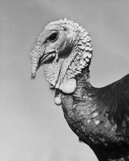 Close-up of a turkey Poster Print - Item # VARSAL25529789