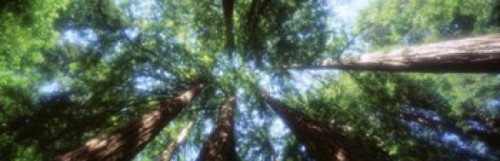 Muir Woods  Redwoods  CA Poster Print by Panoramic Images (38 x 12) - Item # PPI32111