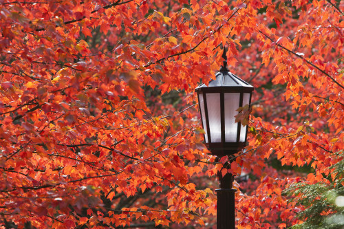 Autumn Colors On The Leaves And A Light Post; Portland, Oregon, United States Of America PosterPrint - Item # VARDPI1900742