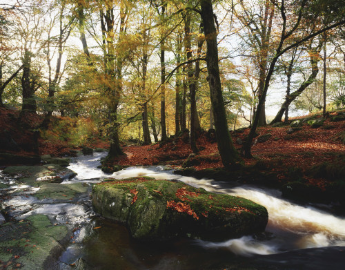 Sally Gap, County Wicklow, Ireland; Creek In Woods In Autumn PosterPrint - Item # VARDPI1809162