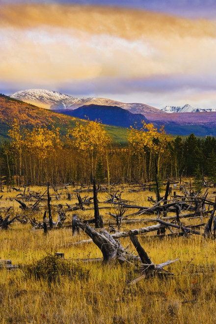 Destruction And Re-Growth After Forest Fire And Mountains Along Alaska Highway, Yukon PosterPrint - Item # VARDPI2049027