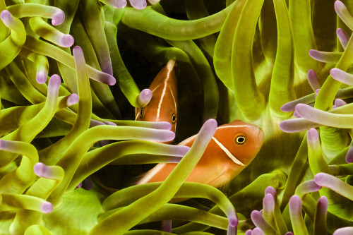 Clown Anemonefish (Amphiprion Percula) Hiding In Anemone; Indonesia PosterPrint - Item # VARDPI1973689