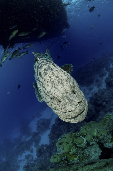 Giant Grouper, Great Barrier Reef, Queensland, Australia Poster Print - Item # VARPSTMME400065U