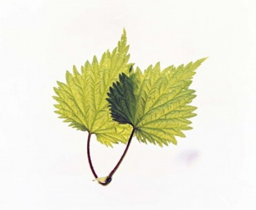 Close up of green leaves on light grey Poster Print by Panoramic Images (16 x 14) - Item # PPI118080