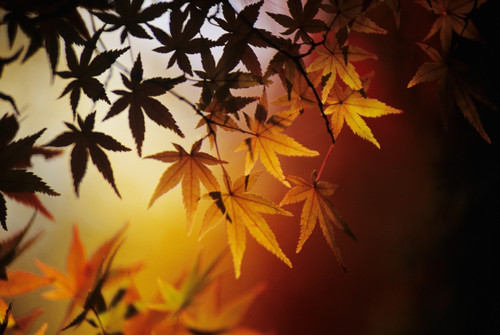 Japan, Kyoto, Colorful Japanese Maple Leaves In Autumn. PosterPrint - Item # VARDPI1978763