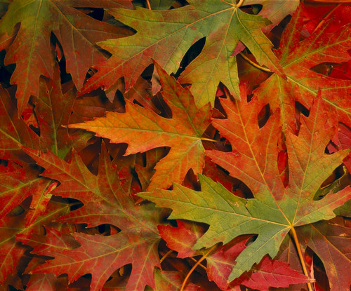 Maple Leaves In Autumn Colors, Background B1624 PosterPrint - Item # VARDPI1998893