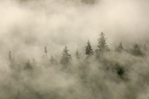 Tips Of Coniferous Trees In Mist, Vancouver Island, British Columbia PosterPrint - Item # VARDPI2040953