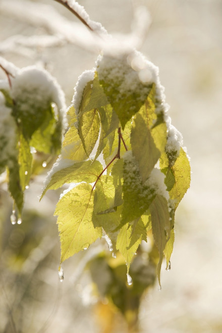 Green Leaves Covered With Snow And Ice; Thunder Bay, Ontario, Canada PosterPrint - Item # VARDPI1884744