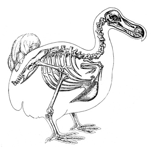 Skeleton and Outline of Dodo Bird Poster Print by Science Source