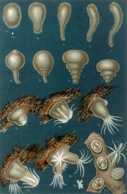Coral Development Poster Print by Science Source - Item # VARSCIJC1123
