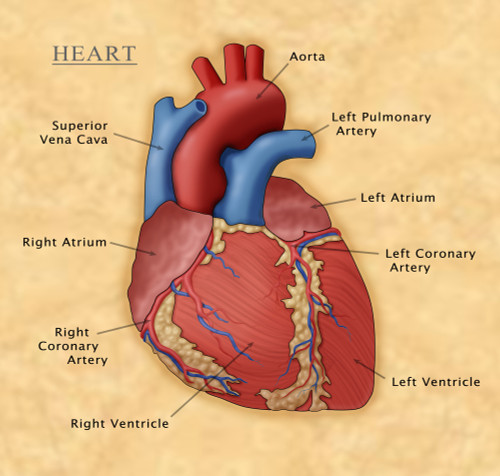 The Human Heart, Illustration Poster Print by Monica Schroeder/Science Source - Item # VARSCIJB5245