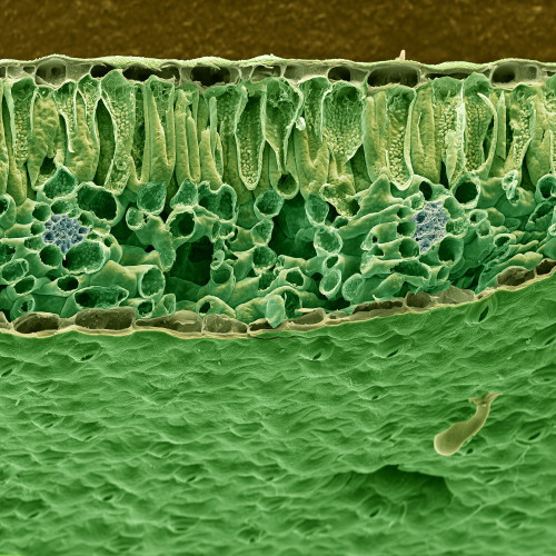 SEM of Christmas Rose Leaf Poster Print by Science Source - Item # VARSCIBF8680