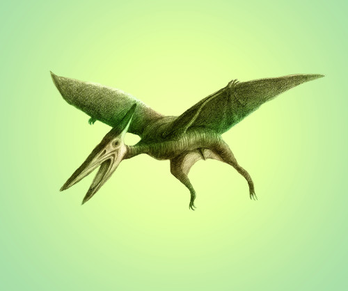 Pterodactyl, Cretaceous Dinosaur Poster Print by Spencer Sutton/Science Source - Item # VARSCIBT9736