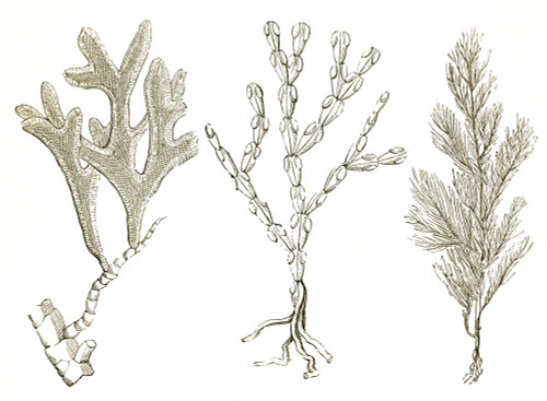 Jurassic Bryozoans Poster Print by Science Source - Item # VARSCI9N3157