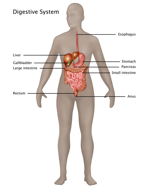 Female Digestive System Poster Print by Gwen Shockey/Science Source - Item # VARSCIJA8008