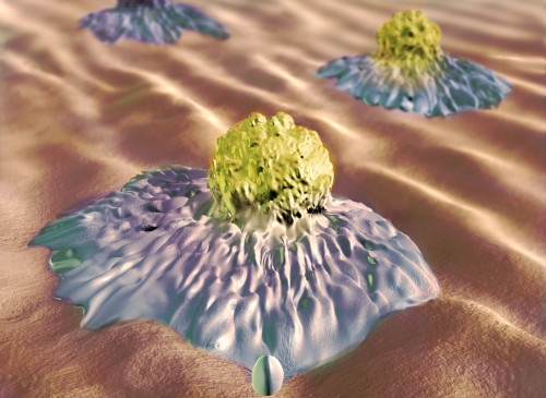 Colon Cancer Cells, Illustration Poster Print by Spencer Sutton/Science Source - Item # VARSCIJB9139